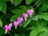 Tränendes Herz pink